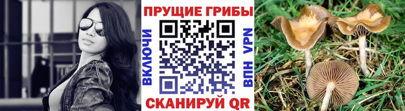 Галлюциногенные грибы Magic Shrooms  даркнет сайт  Ливны 